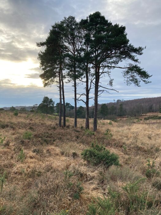 The elusive copse