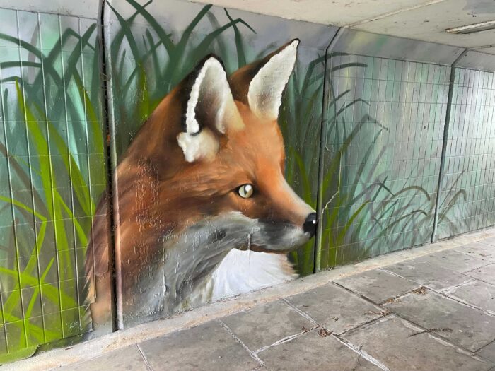 An Urban Fox
